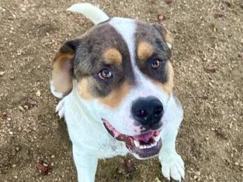 Mixed Breed Dogs Available for Adoption in Georgetown, Texas - Finn | PetCurious