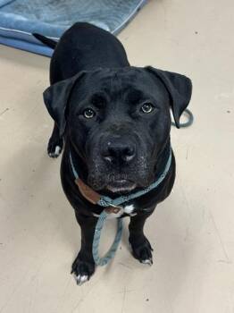 Venus -  Mixed Breed Dog for Adoption in Chamblee, Georgia - Venus | PetCurious
