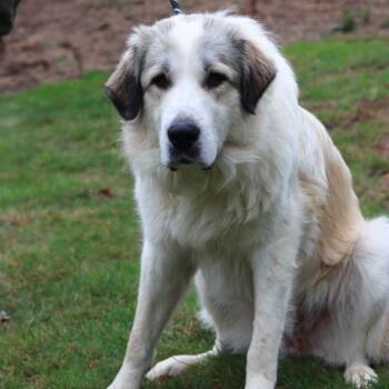 CT Biscuit -  Great Pyrenees and Mixed Breed Dog for Adoption in Eastford, Connecticut - CT Biscuit | PetCurious