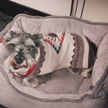 Fritz - courtesy post -  Miniature Schnauzer Dog for Adoption in Redondo Beach, California - Fritz - Courtesy Post | PetCurious