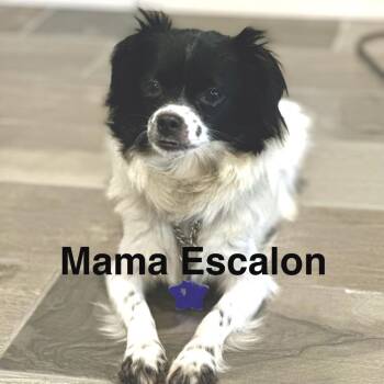 Mixed Breed Dogs Available for Adoption in San Francisco, California - Flint | PetCurious