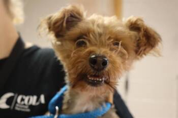 METEOR -  Mixed Breed Dog for Adoption in Columbia, South Carolina - METEOR | PetCurious