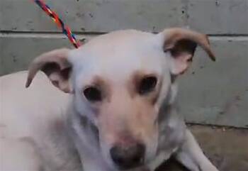 Labrador Retriever Dogs Available for Adoption in Tulsa, Oklahoma - TULA | PetCurious