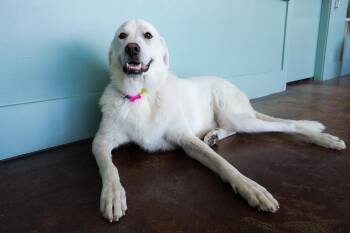 Great Pyrenees Dogs Available for Adoption in San Antonio, Texas - Bubba | PetCurious