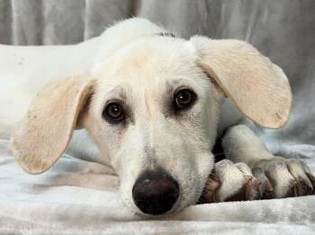 Lila -  Shepherd Dog for Adoption in Portland, Oregon - Lila | PetCurious