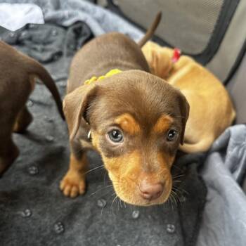 Pit Bull Terrier Dogs Available for Adoption in Tampa, Florida - Hailey | PetCurious