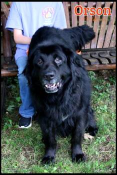 Orson -  Newfoundland Dog Dog for Adoption in Shippenville, Pennsylvania - Orson | PetCurious