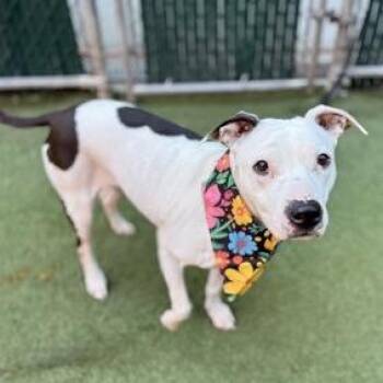 Mixed Breed Dogs Available for Adoption in Jersey City, New Jersey - Emily Charlton | PetCurious
