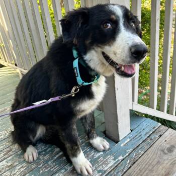 Australian Shepherd and Collie Dogs Available for Adoption in New Orleans, Louisiana - Priscilla Tart | PetCurious