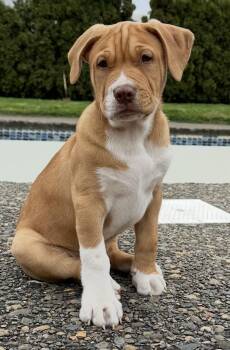 Pit Bull Terrier Dogs Available for Adoption - Merle (Haggard) | PetCurious