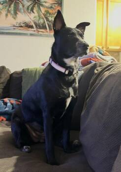 Roxanne -  Australian Kelpie and Mixed Breed Dog for Adoption in Glendale, Arizona - Roxanne | PetCurious