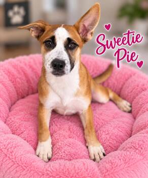 Sweetie Pie -  Shepherd Dog for Adoption in Momence, Illinois - Sweetie Pie | PetCurious