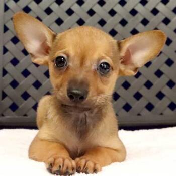 Butterfly -  Chihuahua Dog for Adoption in Midland, Texas - Butterfly | PetCurious