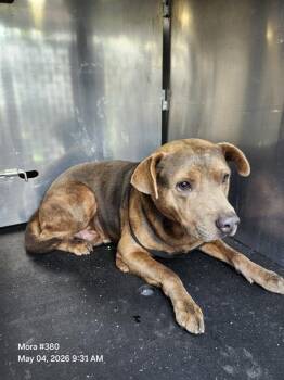 American Staffordshire Terrier Dogs Available for Adoption in San Antonio, Texas - STALLONE | PetCurious
