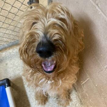 Ozzy -  Golden Retriever and Standard Poodle Dog for Adoption in Newport, North Carolina - Ozzy | PetCurious