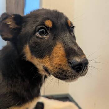 Border Collie Dogs Available for Adoption - Raj | PetCurious