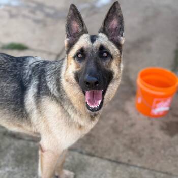 Claire Bennett -  German Shepherd Dog Dog for Adoption in Brownsboro, Alabama - Claire Bennett | PetCurious