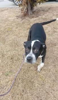 Labrador Retriever Dogs Available for Adoption in Vaudreuil-dorion, Quebec - Domino | PetCurious