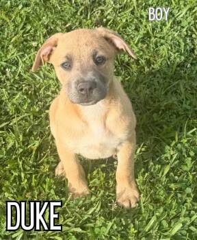 Labrador Retriever and Black Mouth Cur Dogs Available for Adoption in Glocester, Rhode Island - Duke | PetCurious