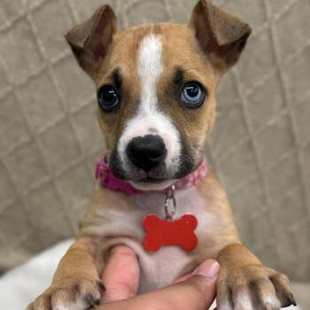 Camilla -  Catahoula Leopard Dog and Pit Bull Terrier Dog for Adoption in Fort Collins, Colorado - Camilla | PetCurious