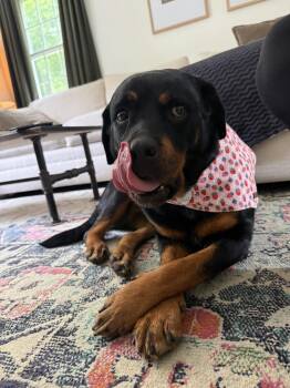 Dory -  Rottweiler Dog for Adoption in Xenia, Ohio - Dory | PetCurious