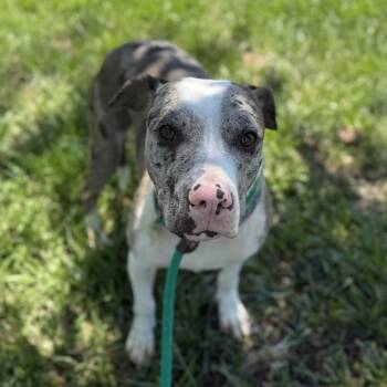 Wilbur -  Catahoula Leopard Dog Dog for Adoption in Columbia, South Carolina - Wilbur | PetCurious
