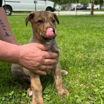 Mixed Breed Dogs Available for Adoption in Elyria, Ohio - Ernie | PetCurious