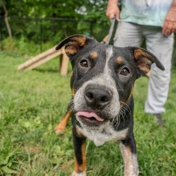 Snoot Dogg -  Australian Cattle Dog Blue Heeler and Terrier Dog for Adoption in Pawling, New York - Snoot Dogg | PetCurious