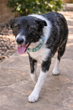 Border Collie and Australian Shepherd Dogs Available for Adoption - Nala (Calm Companion, Dog/Cat/Kid Friendly, House-Trained) | PetCurious