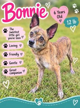 Bonnie -  Chihuahua Dog for Adoption in Fort Worth, Texas - Bonnie | PetCurious