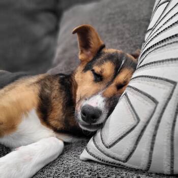 Mixed Breed Dogs Available for Adoption - Claire | PetCurious