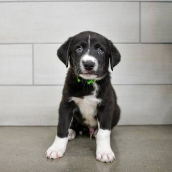 Americano -  Pit Bull Terrier and Great Pyrenees Dog for Adoption in West Jordan, Utah - Americano | PetCurious