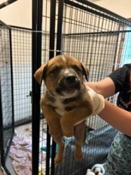 Milo -  Australian Cattle Dog Blue Heeler Dog for Adoption in Thompson Falls, Montana - Milo | PetCurious