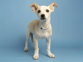 JAROLD -  Chihuahua Dog for Adoption in Phoenix, Arizona - JAROLD | PetCurious