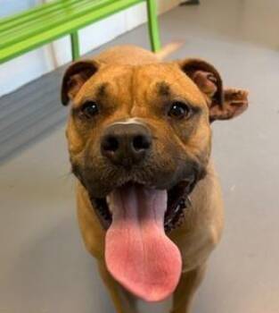 Viper -  Boxer Dog for Adoption in Winter Haven, Florida - Viper | PetCurious