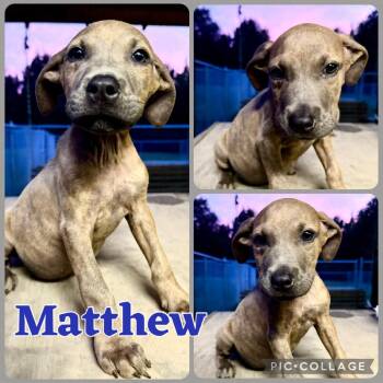 Matthew -  Pit Bull Terrier and Mixed Breed Dog for Adoption in Opelika, Alabama - Matthew | PetCurious