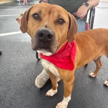 Pit Bull Terrier and Labrador Retriever Dogs Available for Adoption in Valdosta, Georgia - Cosmo | PetCurious