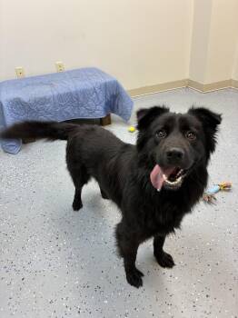 Rescue Chow Chow Dogs for Adoption in Senatobia, Mississippi - Jango | PetCurious