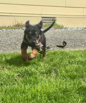 Cattle Dog Dogs Available for Adoption in Bothell, Washington - Remi | PetCurious