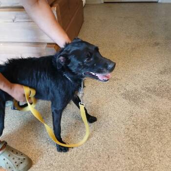 Stormy -  Jack Russell Terrier Dog for Adoption in Blue Ridge, Georgia - Stormy | PetCurious