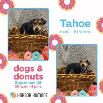 Tahoe -  Mixed Breed Dog for Adoption in West Olive, Michigan - Tahoe | PetCurious