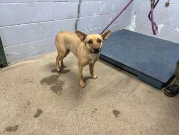 Chihuahua and Pit Bull Terrier Dogs Available for Adoption - SASHA | PetCurious