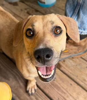 Miniature Dachshund and Chiweenie Dogs Available for Adoption in Austin, Texas - Tattie | PetCurious
