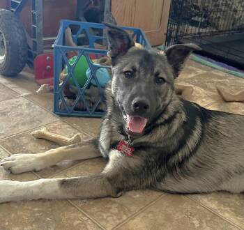 Rescue Border Collie and German Shepherd Dog Dogs for Adoption in Minnetrista, Minnesota - Bingo - $250 Adoption Fee! | PetCurious