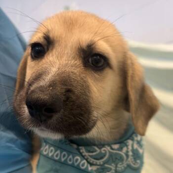 Clemson -  Mixed Breed Dog for Adoption in Canal Winchester, Ohio - Clemson | PetCurious