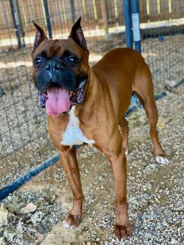 Boxer Dogs Available for Adoption in Hewitt, Texas - Big Boy | PetCurious