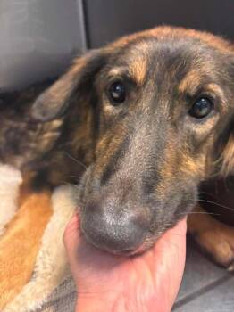 Heidi -  German Shepherd Dog Dog for Adoption in Statesboro, Georgia - Heidi | PetCurious
