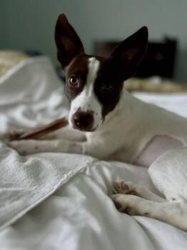 Dolly -  Rat Terrier and Dachshund Dog for Adoption in Willingboro, New Jersey - Dolly | PetCurious