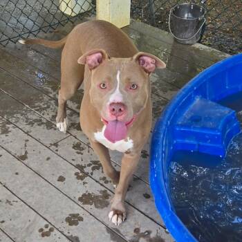 Cosmo -  American Staffordshire Terrier Dog for Adoption in Saluda, Virginia - Cosmo | PetCurious