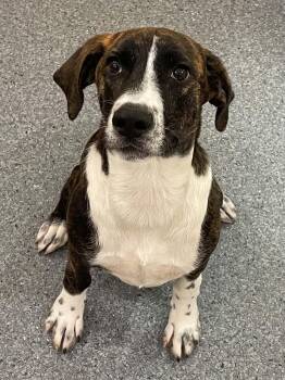 Sophie -  Hound Dog for Adoption in Covington, Virginia - Sophie | PetCurious